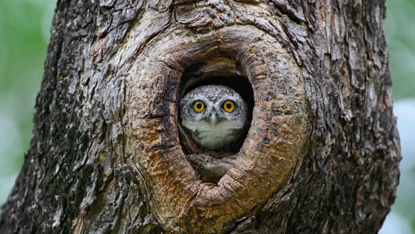 An owl staring at you from inside a hollow tree