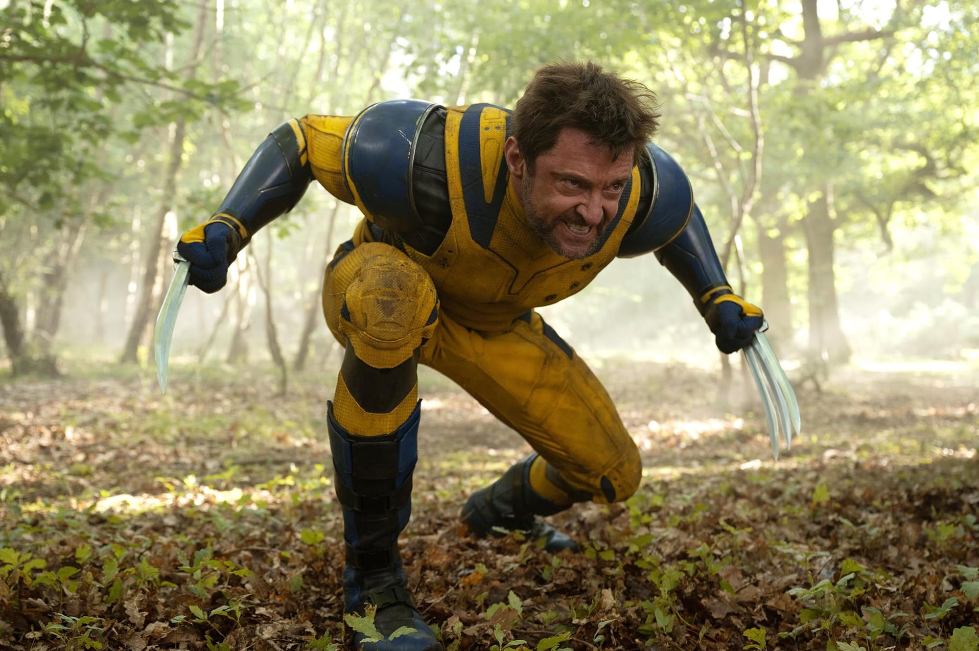 Wolverine crouched in a forest with their claws out