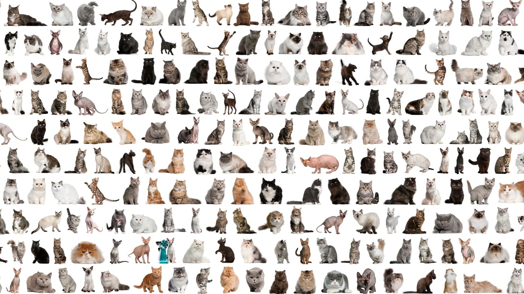 Large group of cat breeds in front of a white background