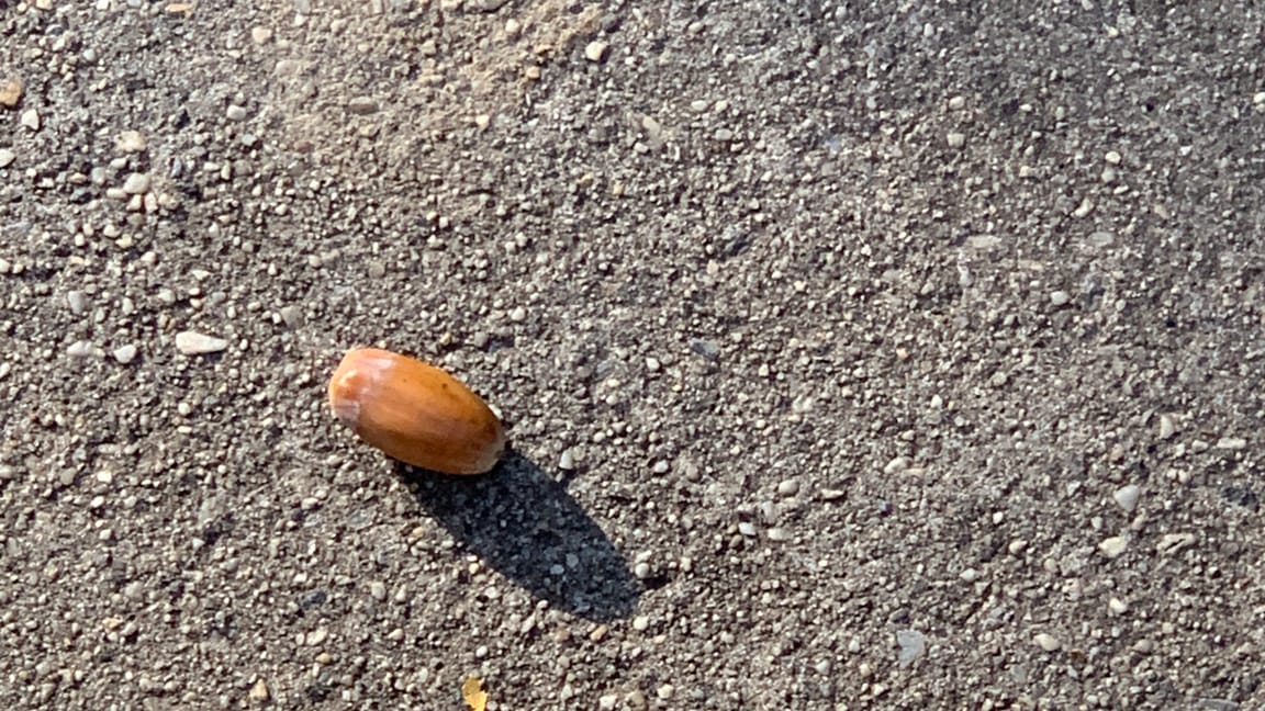 An acorn on the sidewalk