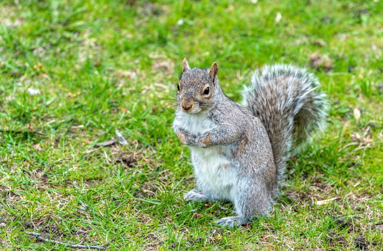 Eastern Gray Squirrel, Sciurus carolinensis