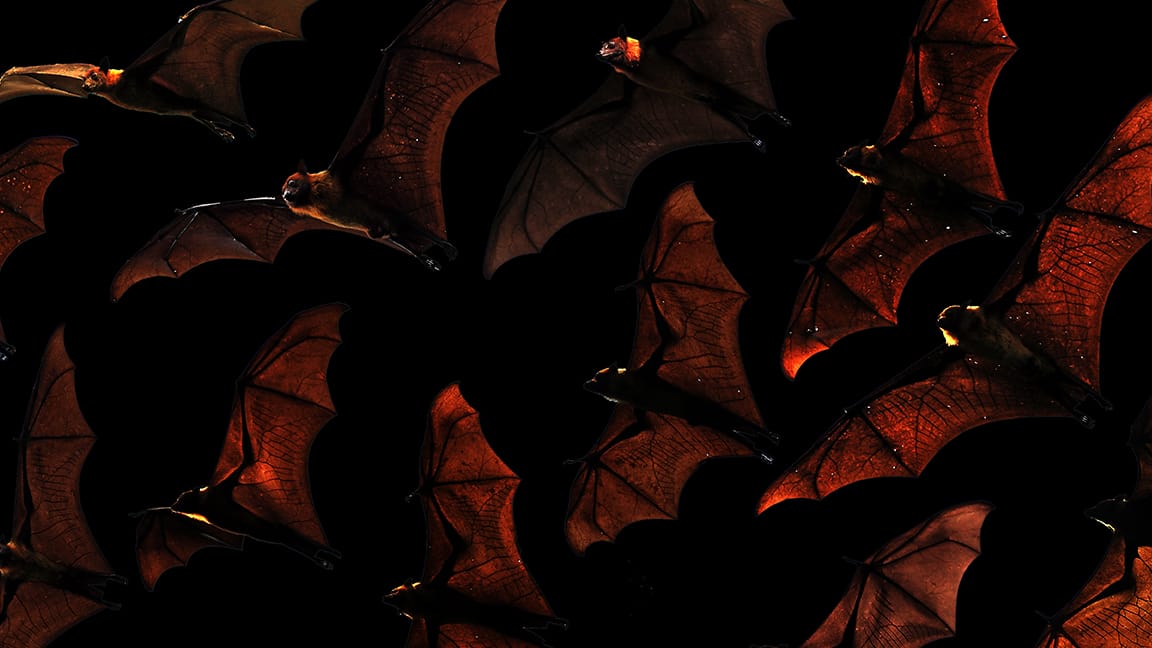 Bats