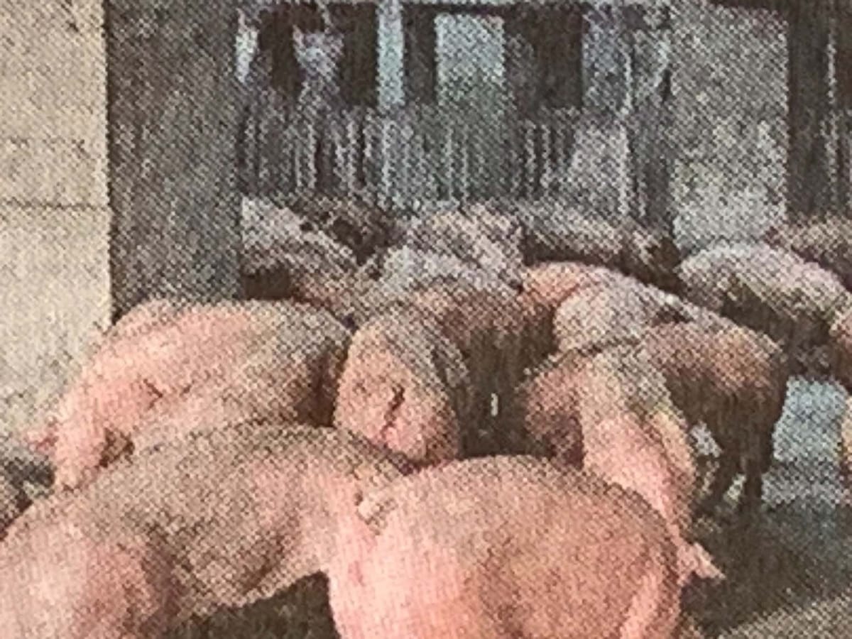 Indignity Morning Podcast No. 8: A 26-story high-rise pig farm.