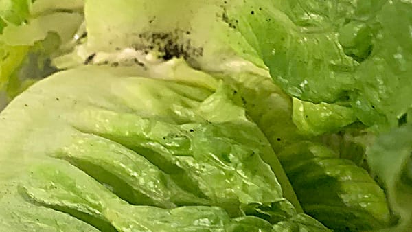 Romaine lettuce, green and white, and a clump of dirt—excuse me, EARTH—in there