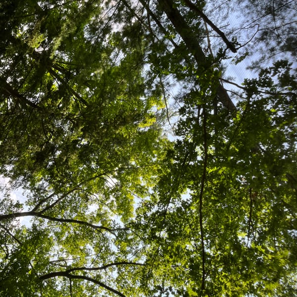 I pointed the camera straight up at the beautiful green tree canopy over the Rustic Cabin