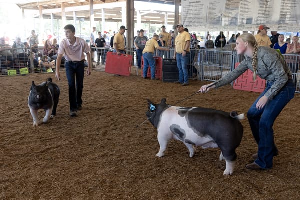 Two young people leading prize-winning swine in a sawdust-floored exhibit pavilion