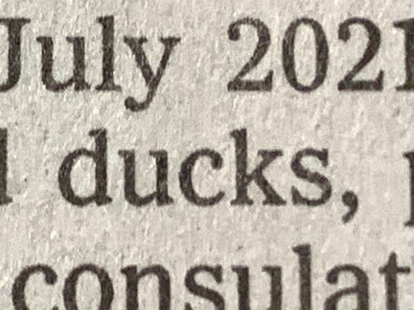 Detail of text on page one of today's NYT centering on the word "ducks."