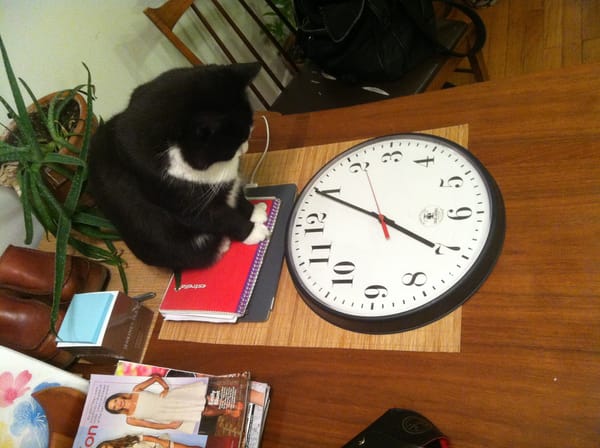 A cat looking at a clock