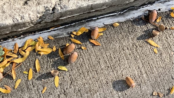 Fallen acorns on the street