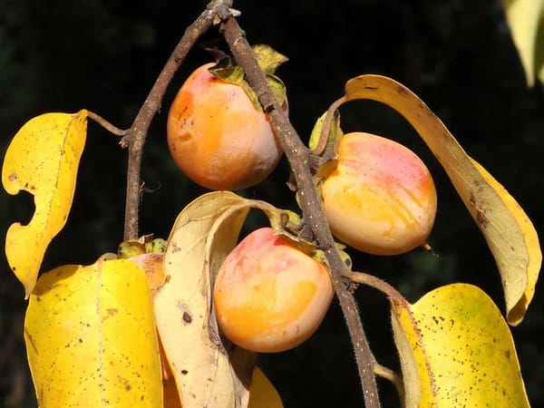 Persimmons: eat cautiously, vote enthusiastically 